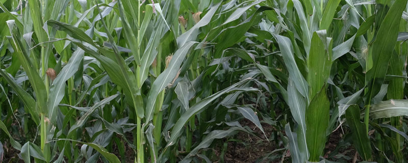 玉米田封闭除草剂选择（玉米田常用除草剂）