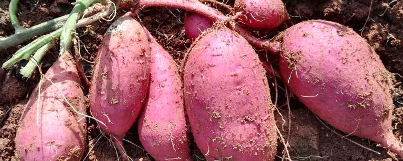 红薯出粉率是多少 红薯的出粉红薯出粉率