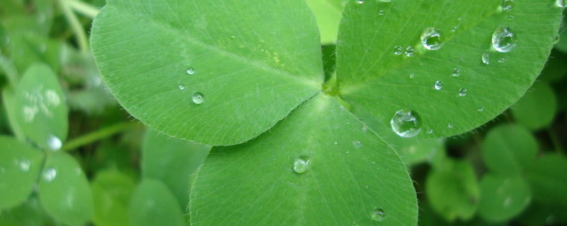 苜蓿草怎样种植一年能收几季 苜蓿草种植一次能收获几年