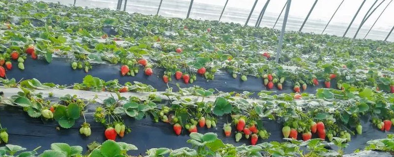 无土栽培草莓种植技术 无土栽培草莓种植技术论文