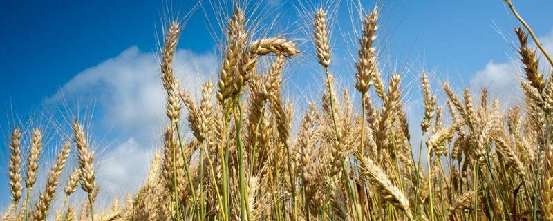 多效唑在小麦上怎么使用方法 小麦喷施多效唑