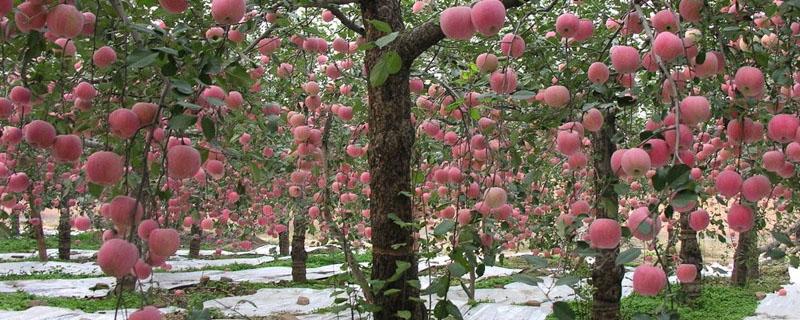 果树灌根的方法与步骤 苹果树怎样灌根