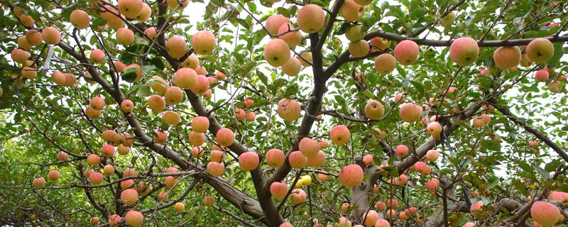 果树能用尿素施肥吗（水果树可以施尿素吗）