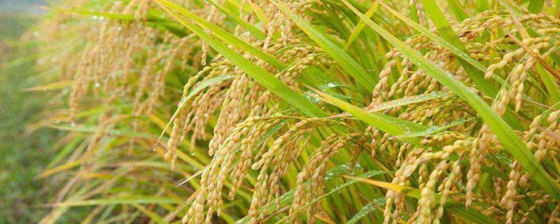 东南亚适合种植水稻的原因 东南亚水稻种植有利条件