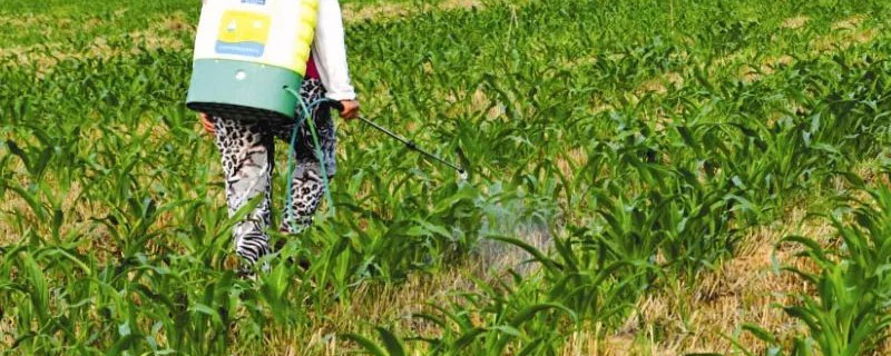 异丙甲草胺除草剂用于哪些 异丙甲草胺除什么草