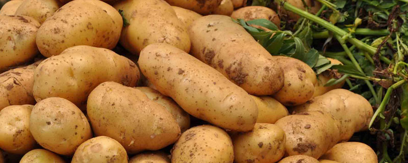 马铃薯块茎中的淀粉是 马铃薯块茎中的淀粉是储存在哪里