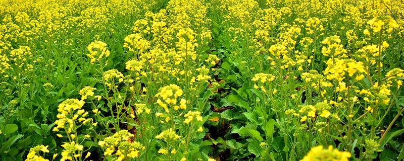 油菜原产地 油菜原产地在哪