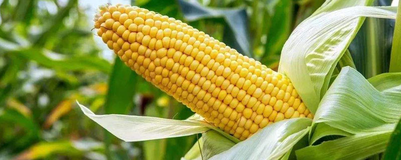 农大1602玉米种特征特性（玉米种农大84的生长特性）
