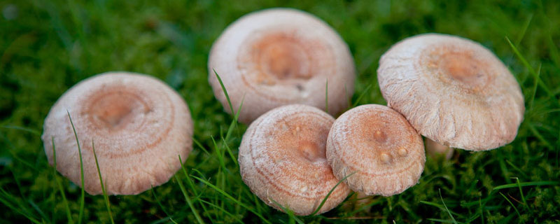 蘑菇长在哪里 蘑菇长在哪里树上还是地上