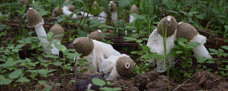 竹荪几月份采摘 野生竹荪几月份采摘