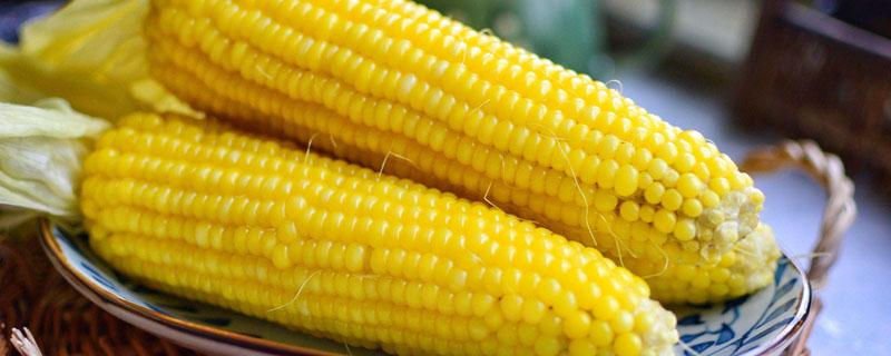 一个玉米有多少克 一个玉米有多少克碳水化合物
