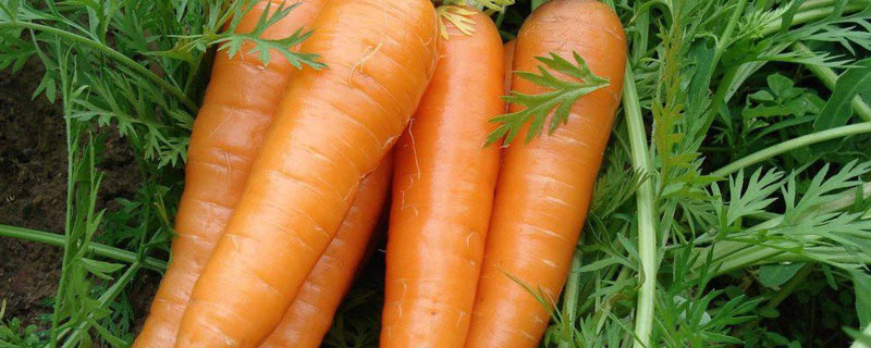 胡萝卜和红萝卜的区别 胡萝卜和红萝卜的区别?
