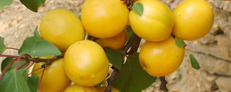 一亩珍珠油杏收入多斤 珍珠油杏多少钱一斤