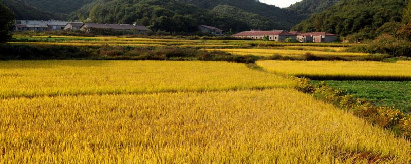 中国第一粮食大省