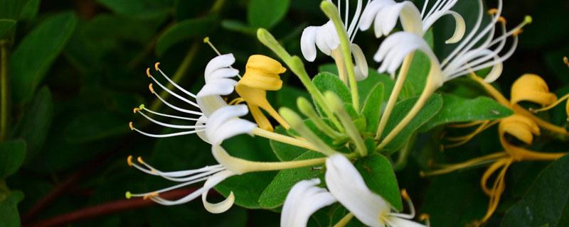 金银花适合什么环境生长（金银花的种植与养护）