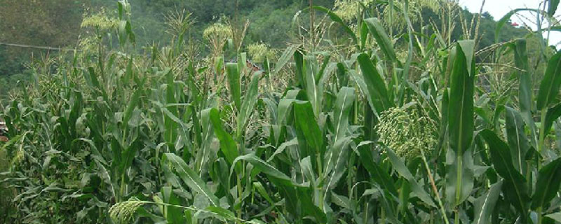牧草甜高粱每亩地用几斤种子 甜高粱牧草亩产多少公斤