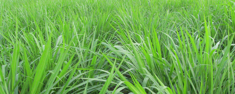 黑麦草长多高可以割 多年生黑麦草能长多高