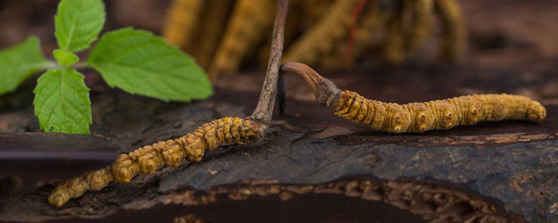 冬虫夏草第二年还能活吗 放了两年的冬虫夏草还有效果吗?