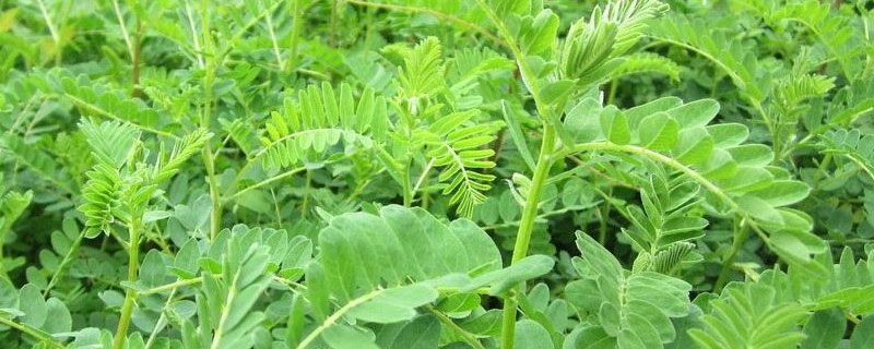 黄芪野生与种植的区别（野生黄芪和种植黄芪差别大吗）