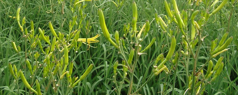 黄花菜是什么菜（黄花菜都凉了的黄花菜是什么菜）