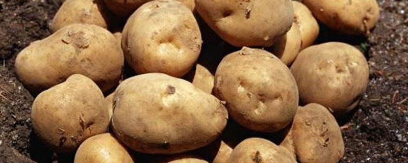 马铃薯培养基配方 马铃薯培养基配方葡萄糖的功效