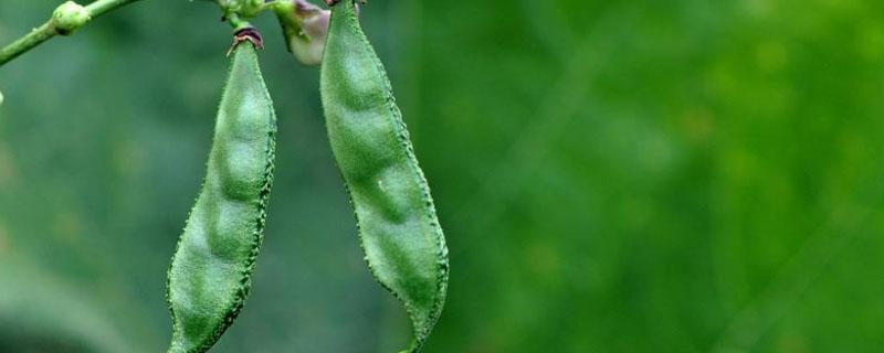 扁豆是蔬菜吗