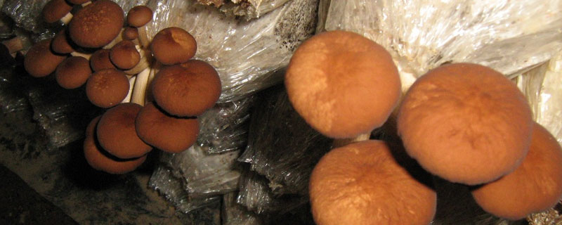 茶树菇与金针菇的区别 花菇和茶树菇的区别