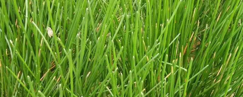 荸荠苗什么样子（荸荠苗图片）