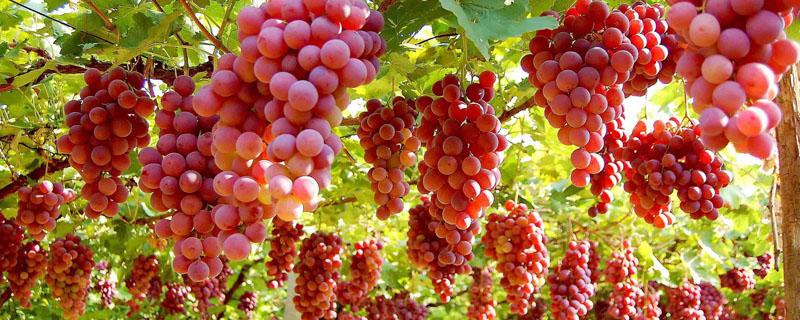 中国中原地区种植葡萄始于什么朝代 中国中原地区种植葡萄始于什么朝代西汉