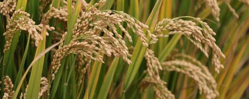 世界上最早种植水稻的国家是哪