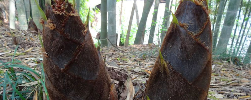 竹笋地下生长时间（竹笋在地下生长几年）