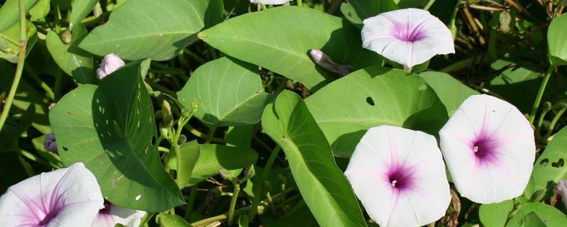 空心菜播种几天出苗（空心菜出苗期）