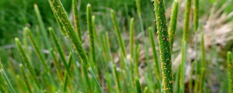 哪种农药除野燕麦管用 除小麦野燕麦用什么药