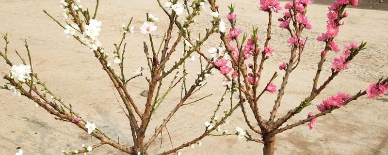 桃树需要多大盆合适 盆栽桃树能长多高