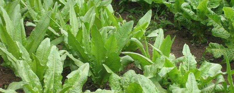 油麦菜每亩用多少种子（油麦菜一亩地多少棵苗）