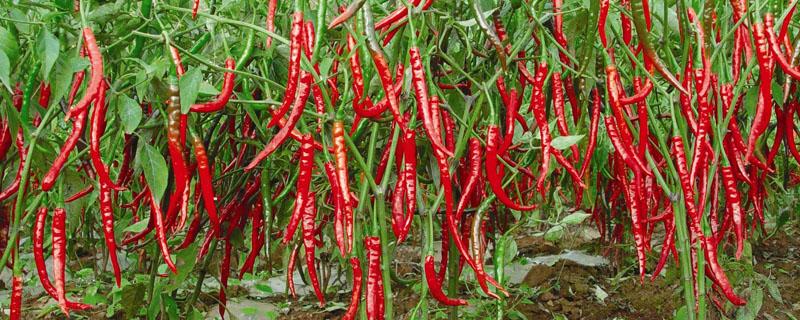 辣椒在植物分类中属于哪一类（辣椒在植物分类中是属于什么类）