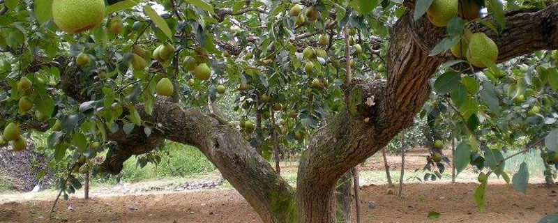梨树枯枝病的防治 梨树枯萎病用什么方法