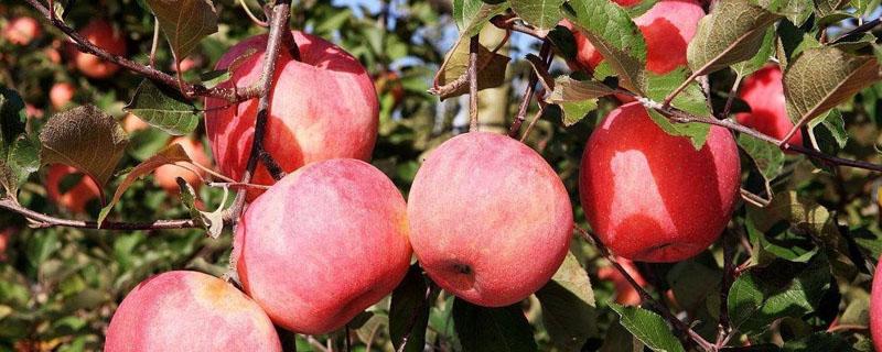 苹果树栽培及管理技术 苹果种植技术与管理简介