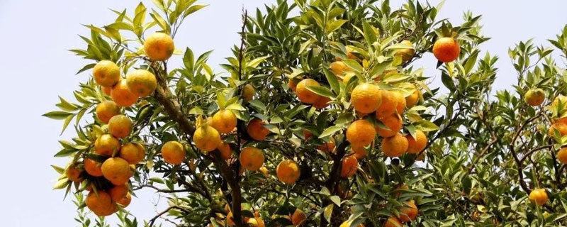 柑桔橙柚的区别（橙柑和柚子的区别）