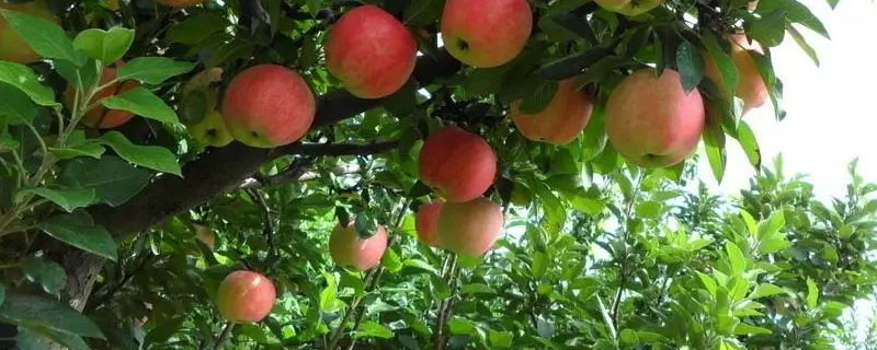 苹果树缺钙的症状有哪些（苹果树缺钙的症状图片）