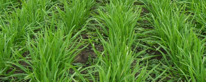 韭菜特征（韭菜主要特征）