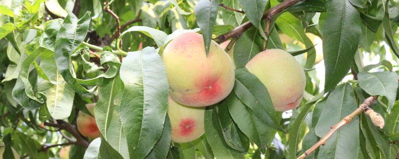 桃树特征和生活环境 桃树的生长环境和特征是什么