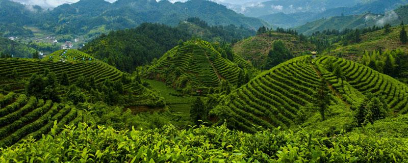 台湾高山茶属于什么茶 台湾高山茶属于什么茶有什么用