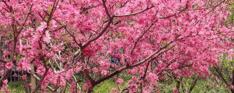 桃树花芽和叶芽的区别（桃树花芽和叶芽的区别图片）