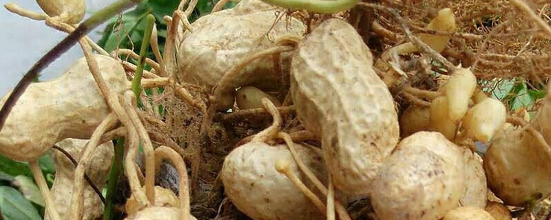 花生壳可以做肥料吗 炒熟的花生壳可以做肥料吗