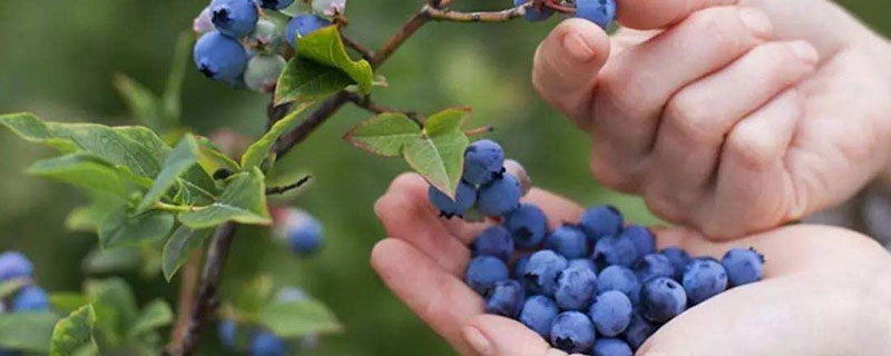 蓝莓盆栽的养殖方法 蓝莓如何盆栽