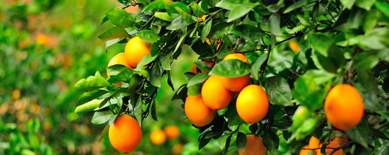 脐橙一棵树挂果多少斤 脐橙树要几年开始挂果