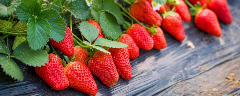 草莓侧芽会长大结果吗 草莓留几个侧芽产量高