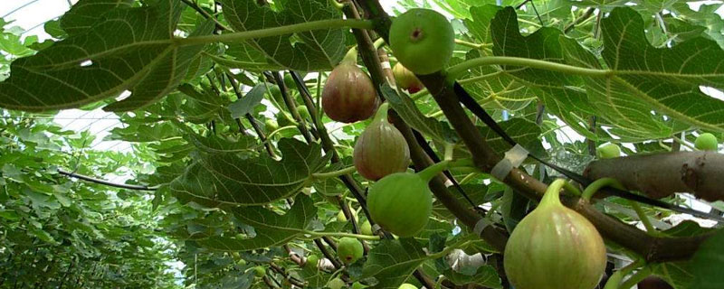 无花果里面有虫子吗（无花果里边有没有虫子）