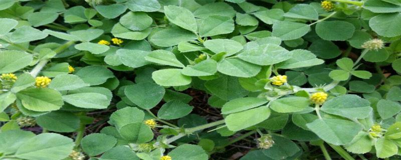 金花菜种植时间与方法 金花菜生长周期